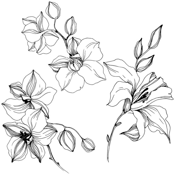 Vektor tropických orchidejí květ. Květinové botanické květin. Izolované ilustrace prvek. Wildflower vektorové pozadí, textura, souhrnný vzorek, rám nebo ohraničení. - Vektor, obrázek