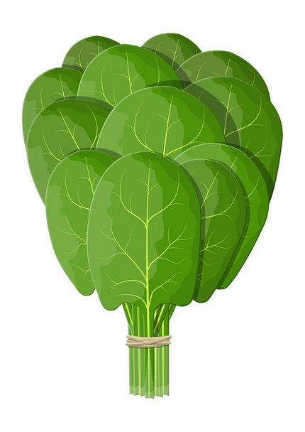 Bunch spinach leaves. - Vetor, Imagem