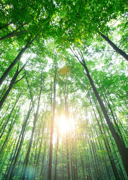 Forest trees. nature green wood sunlight backgrounds - Foto, immagini
