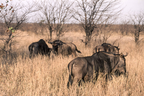 Blue Wildebeest (Connochaetes Felrinus), Национальный парк Крюгера, Мпумаланга, Южная Африка
 - Фото, изображение