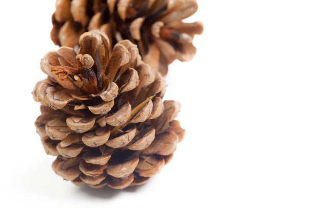 Pine cones on a white background - Foto, Imagem