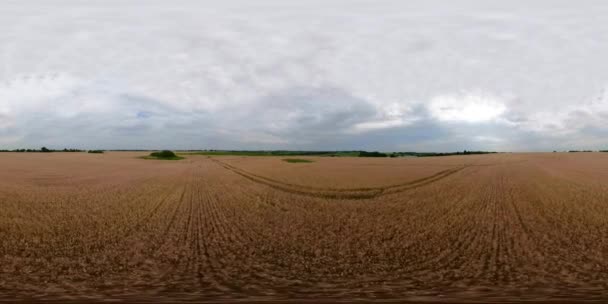 Yellow wheat field VR360 - Footage, Video