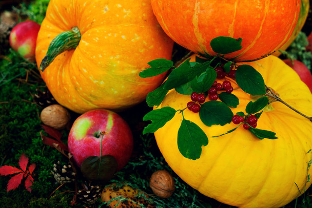 abóboras laranja brilhantes com maçãs vermelhas, nozes, cones na floresta de outono em verde musgo, sobre um velho tronco de bétula - Foto, Imagem
