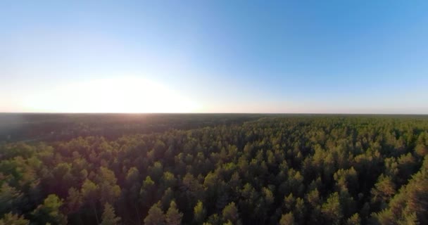 Flight over the green forest spherical panorama - Filmmaterial, Video