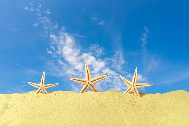 coquillages sur la plage de sable sous le ciel bleu
 - Photo, image