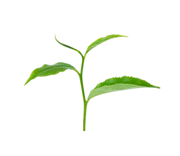 tea leaf isolated on white background - Zdjęcie, obraz