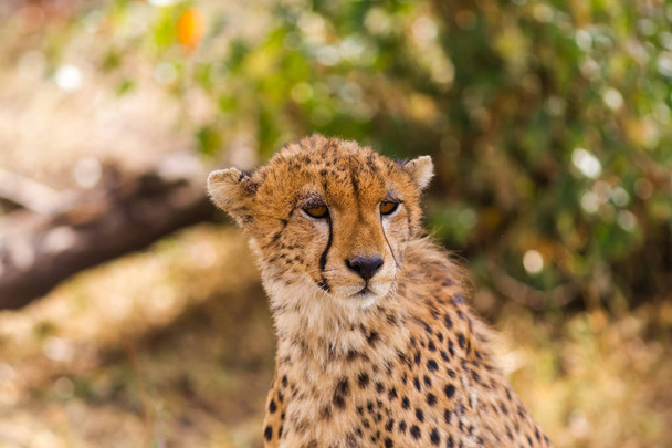 チーターがサバンナに見えます。マサイマラ国立保護区、ケニア - 写真・画像