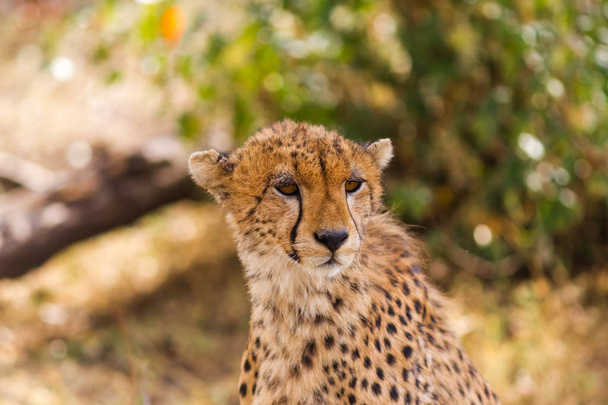 サバンナでチーター。マサイマラ国立保護区、ケニア - 写真・画像