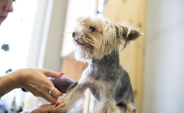 dog haircut in the salon - Φωτογραφία, εικόνα
