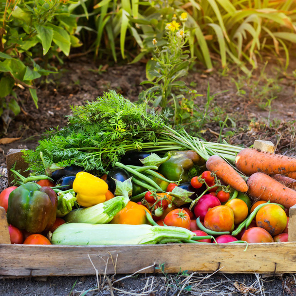 Ekologiczne warzywa z ogrodu do domu - marchew, pomidory, papryka, cukinia i bakłażan w drewnianym pudełku wśród zielonych. Surowa żywność zdrowa koncepcja - Zdjęcie, obraz