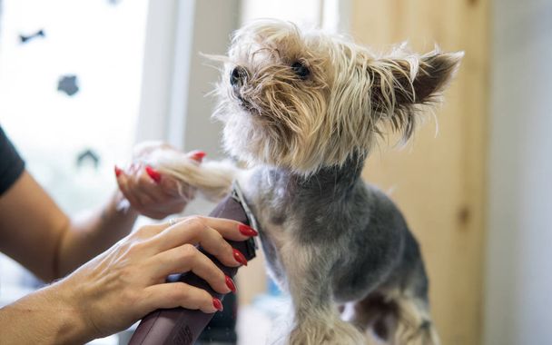 corte de cabelo cortando yorkshire terrier em close-up de salão
. - Foto, Imagem