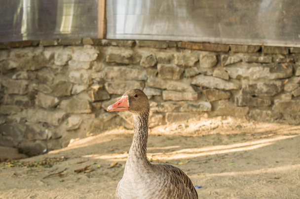 A beautiful and large gray goose on a farm and in an open park, walks along the sand and pecks food. A domestic and kind bird, with black pupils and a long curious neck, close-up. Meat is a living product of nature. - Фото, изображение