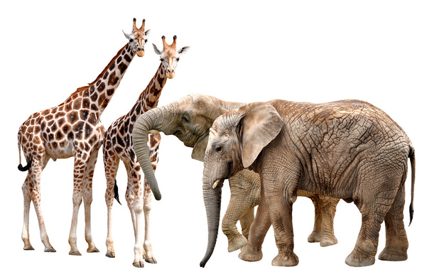giraffes with elephants - Photo, Image