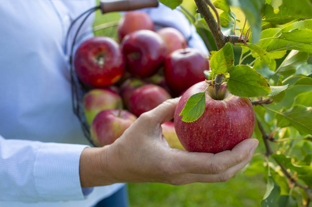 Vers geplukt rijpe appels in de boomgaard. - Foto, afbeelding
