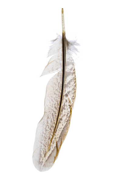 bird feather isolated on white background - Foto, Imagen