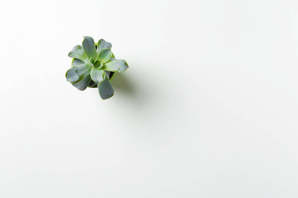succulents plant in pot on white background  - Foto, Bild