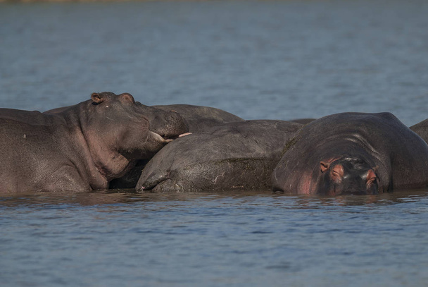 Nijlpaarden in wilde natuur, Zuid-Afrika - Foto, afbeelding