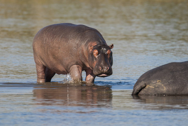Hippos na natureza selvagem, África do Sul
 - Foto, Imagem