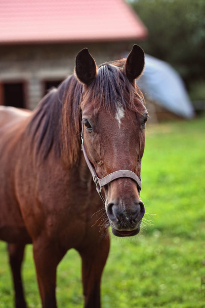 portrait of a brown thoroughbred horse - Foto, imagen