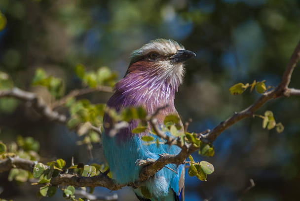 Rodillo de pechuga lila, Sudáfrica
 - Foto, Imagen