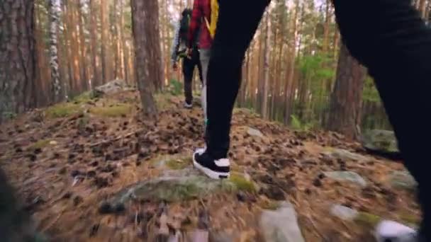 Lage hoek schot van reizigers benen in sneakers wandelen in het verkennen van nieuw terrein intensivering op hout bedekt met gras en mos grond. Mensen en toerisme concept. - Video