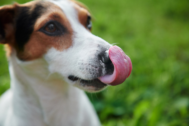 Engraçado Jack Russell lambendo o nariz com a língua rosa
 - Foto, Imagem