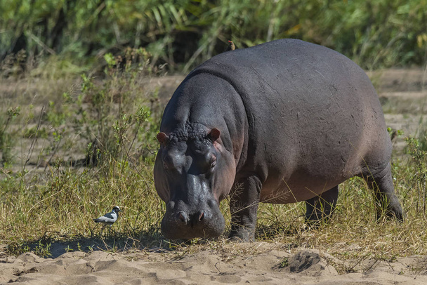Hippo in de wilde natuur, Zuid-Afrika - Foto, afbeelding