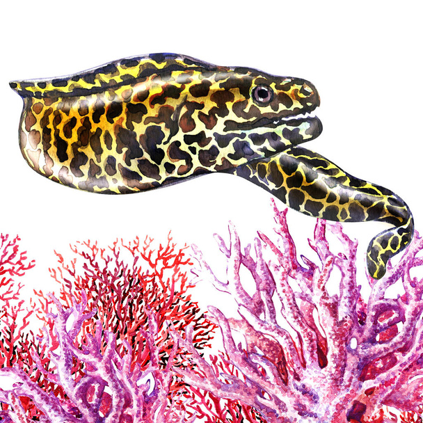分離されたサンゴとウツボ魚をハニカム、白で描かれた水彩イラストを手 - 写真・画像