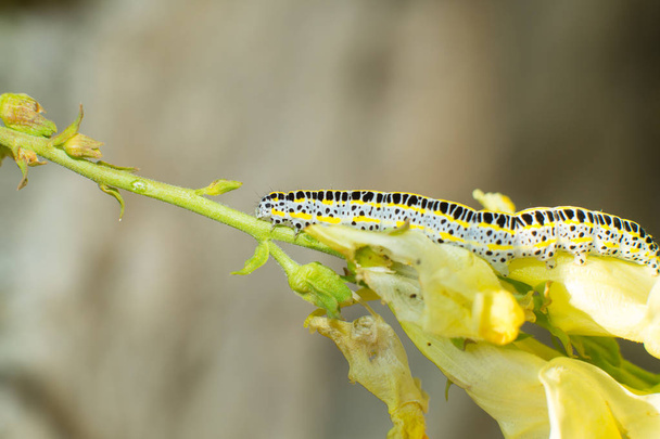Macaone caterpillar macro, papilio macaon - Photo, image