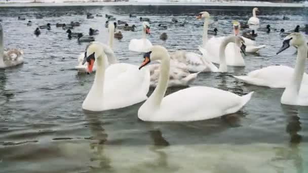Κύκνους στο νερό από το riverbanck κατά τη διάρκεια του χειμώνα - Πλάνα, βίντεο