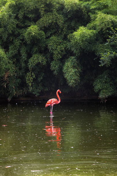 Pink Flamingo - Zdjęcie, obraz