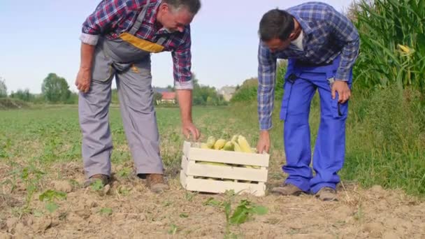 Έμπειροι αγρότες περπάτημα σε όλο το πεδίο του καλαμποκιού - Πλάνα, βίντεο