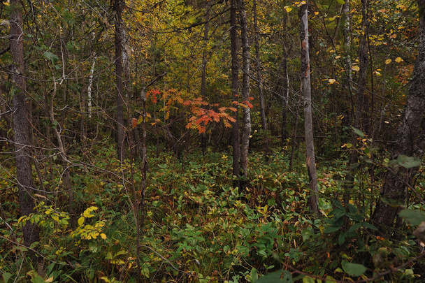 O sopro do outono na floresta, perto da costa de um lago florestal
 - Foto, Imagem