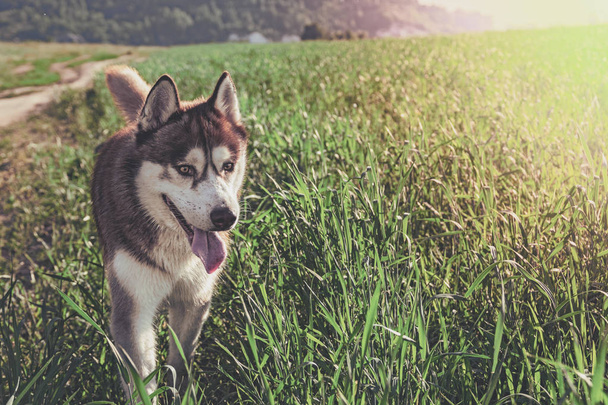 Red Siberian husky on sunny green meadow. Copy space. - Foto, afbeelding