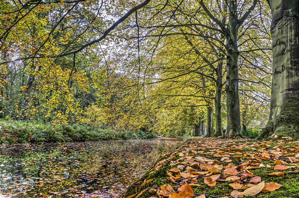 Lage hoekmening van herfstbladeren aan de oever van een vijver in een parklike forest - Foto, afbeelding
