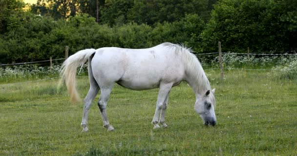 cavalo branco que pastoreia em um prado de primavera
 - Filmagem, Vídeo