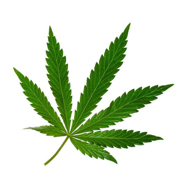 Marihuana zielony liść. Konopi rośliny liść na białym tle - Zdjęcie, obraz