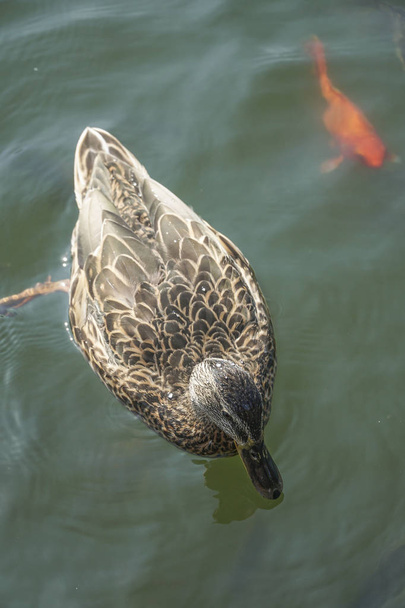 A duck swimming above carp koi fishes in a pond at park - 写真・画像