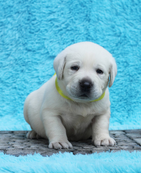 a little yellow labrador puppy sitting on blue  - Photo, Image