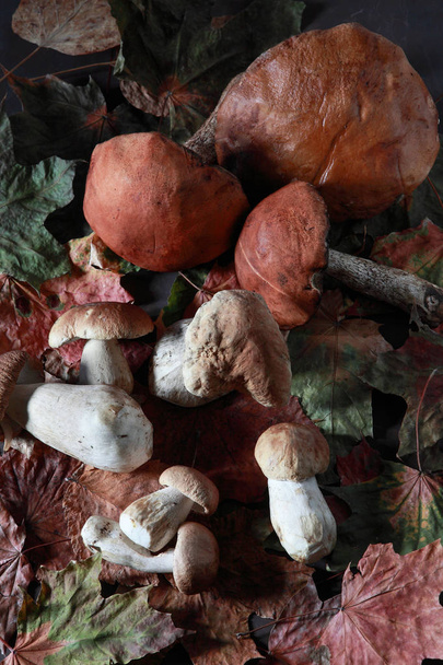 a variety of mushrooms for cooking - Photo, image