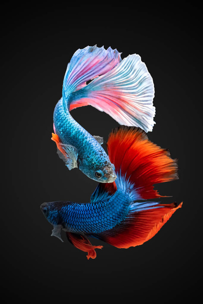 Красочная рыба на черном фоне. Сиамская боевая рыба. Betta fish, betta splendens isolated on black background
 - Фото, изображение