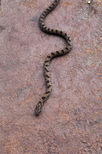 Egy nem mérgező barna víz kígyó mozog egy kanyargós ösvényen a kővel burkolt teraszon keresztül. - Fotó, kép