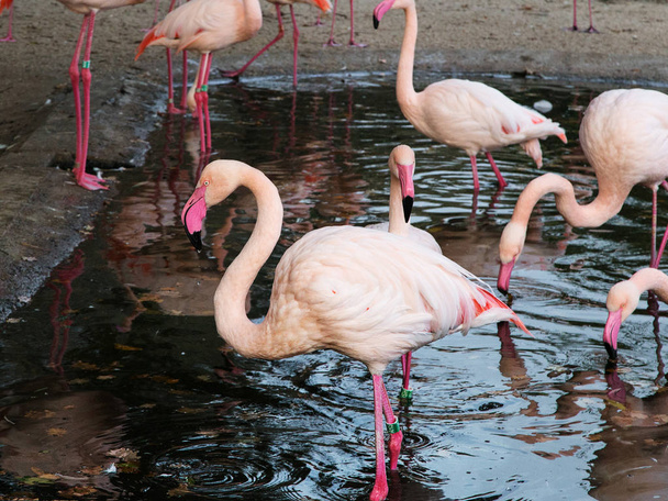 Pink flamingo in lake. Prague Zoo.  - 写真・画像