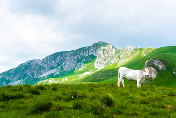 white cow standing on green valley in Durmitor massif, Montenegro - Foto, imagen