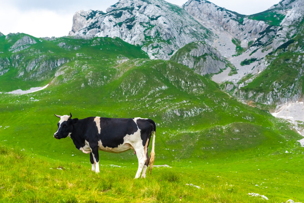 cow grazing on green valley in Durmitor massif, Montenegro - Photo, Image