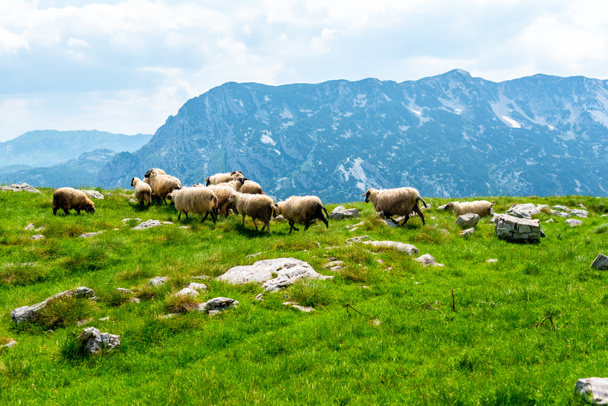 nyáj birka legelészik a völgy a hegység, a háttérben a Durmitor massif, Montenegró - Fotó, kép