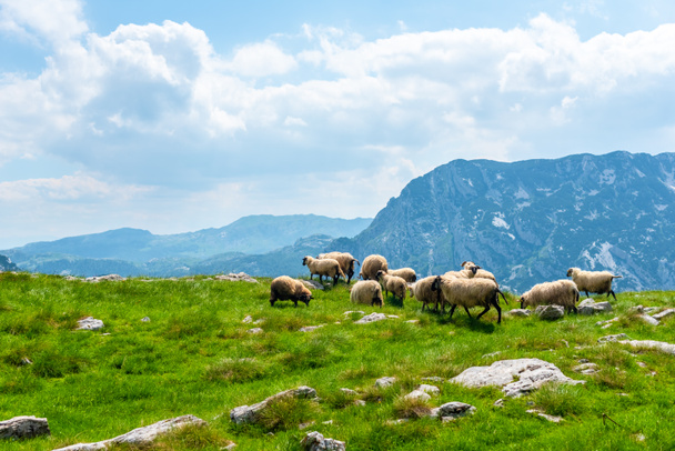 juhállomány, gyönyörű legeltetés Durmitor massif, Montenegró-völgy - Fotó, kép