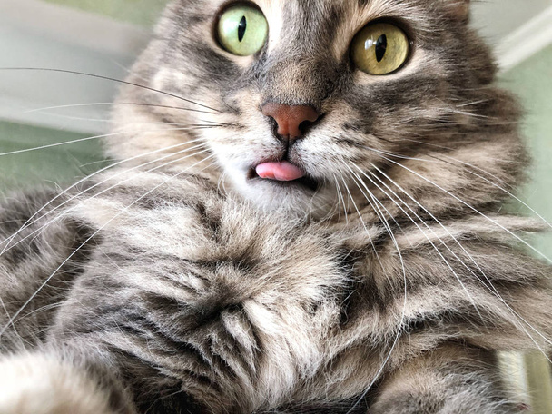 Nahaufnahme Lustiges Gesicht einer Katze streckt die Zunge heraus - Foto, Bild