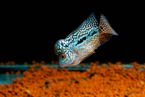 Cichlidy v krásné akvárium - Fotografie, Obrázek