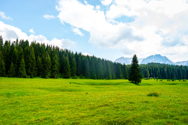 gyönyörű zöld völgy erdővel a Durmitor massif, Montenegró - Fotó, kép